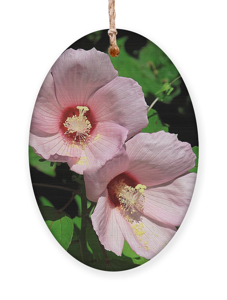 Nature Ornament featuring the photograph Crimson-eyed Rosemallows DSMF0114 by Gerry Gantt