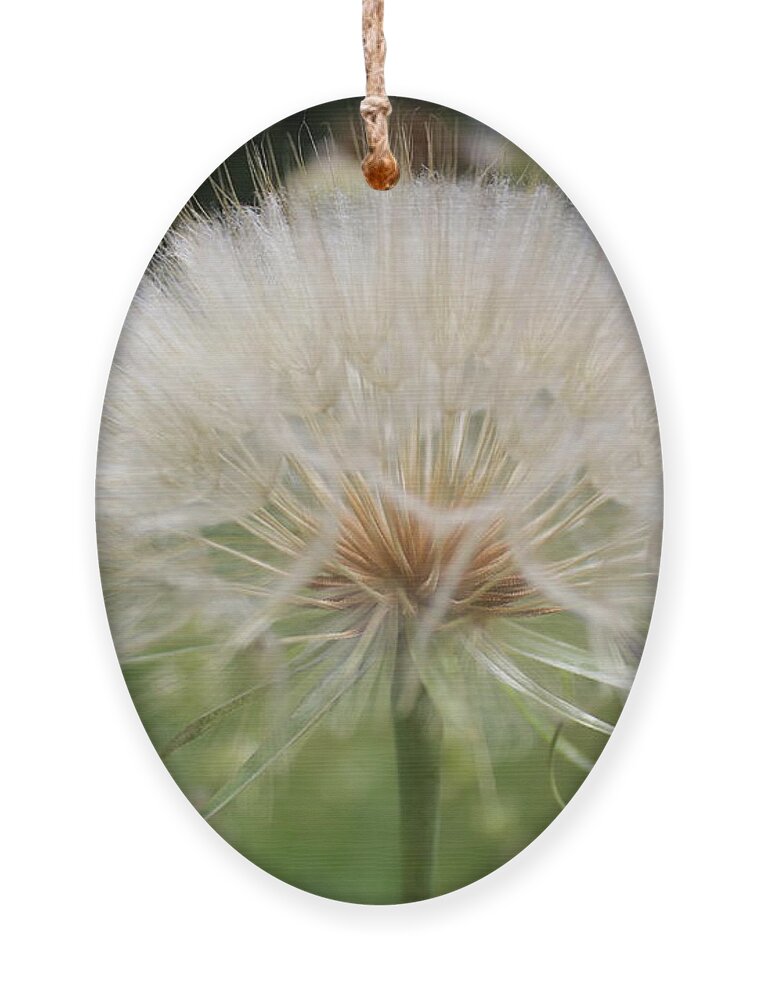Dandelion Head Ornament featuring the photograph Dandelion head close up by Martin Smith