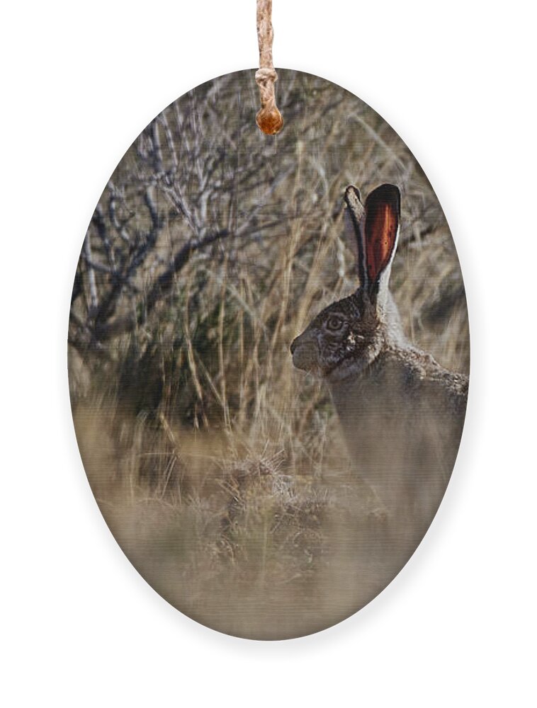 Desert Rabbit Ornament featuring the photograph Desert Rabbit by Robert WK Clark