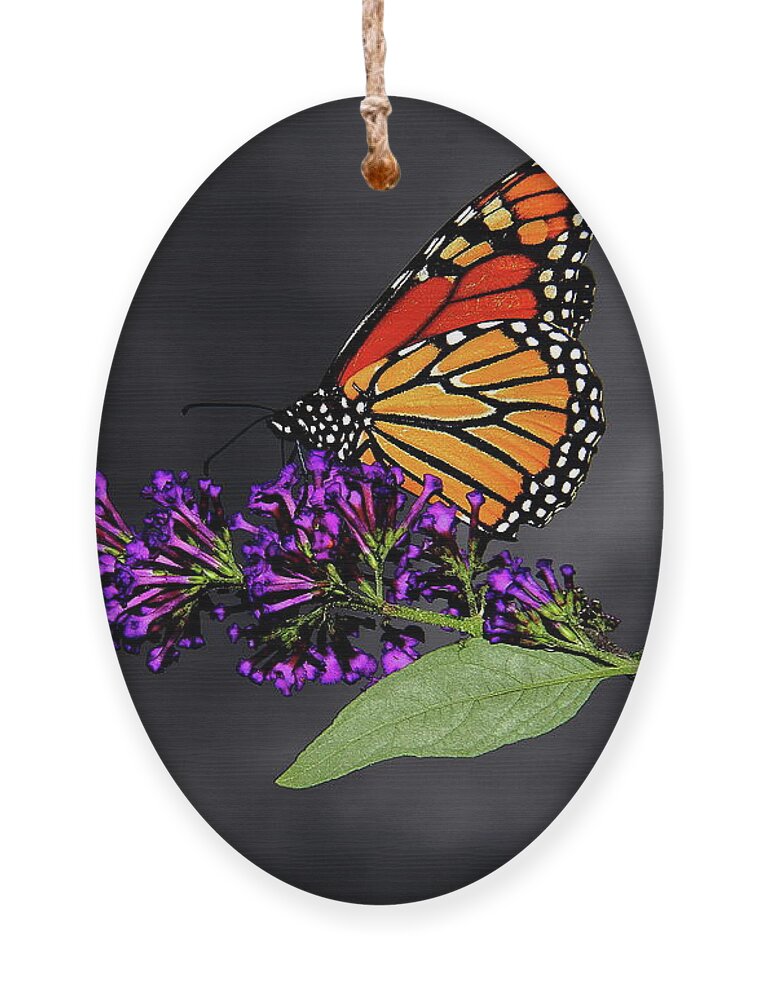  Butterfly Ornament featuring the photograph Drink Deeply of This Moment by Allen Nice-Webb
