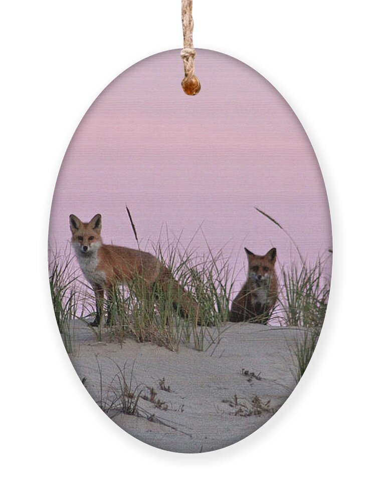 Animals Ornament featuring the photograph Dune Foxes by Robert Banach