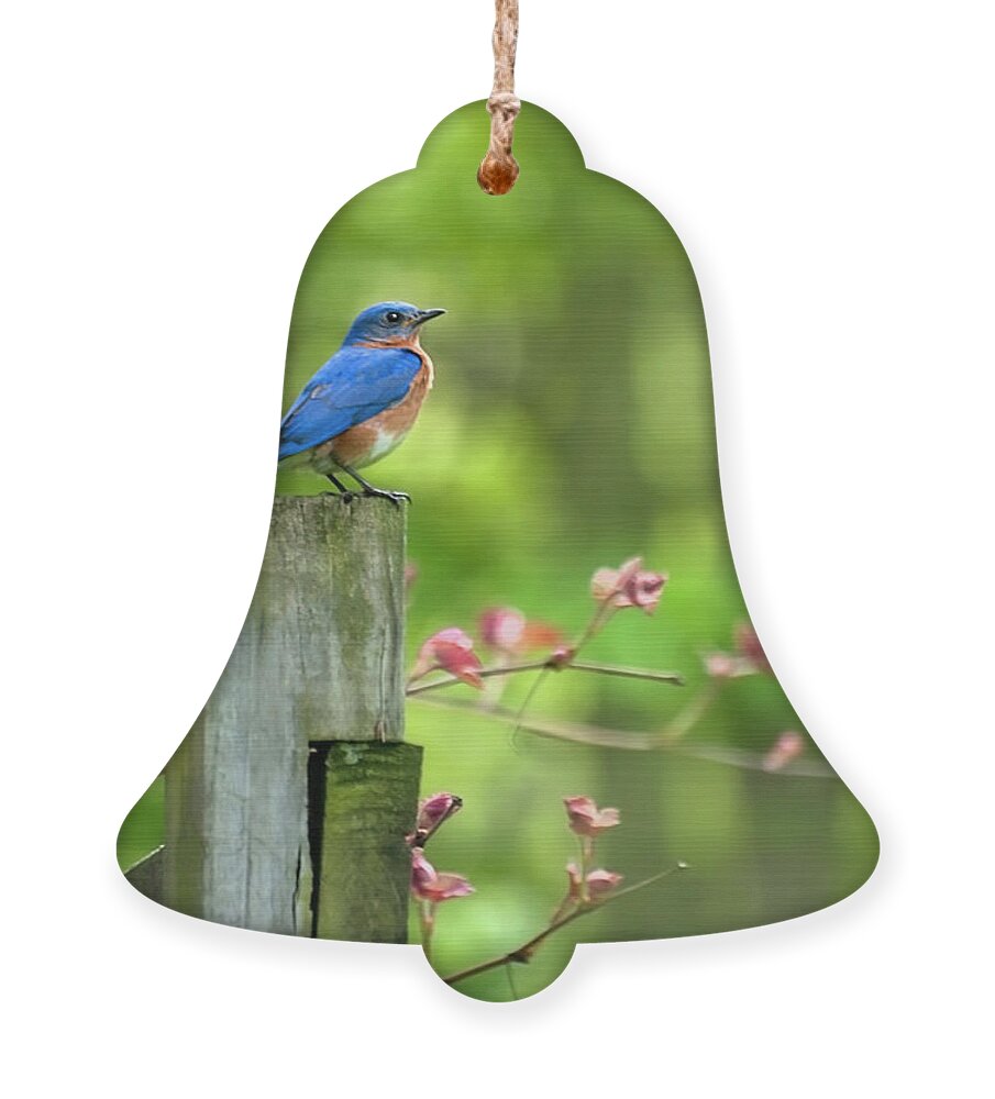 Bluebird Ornament featuring the photograph Eastern Bluebird by Christina Rollo