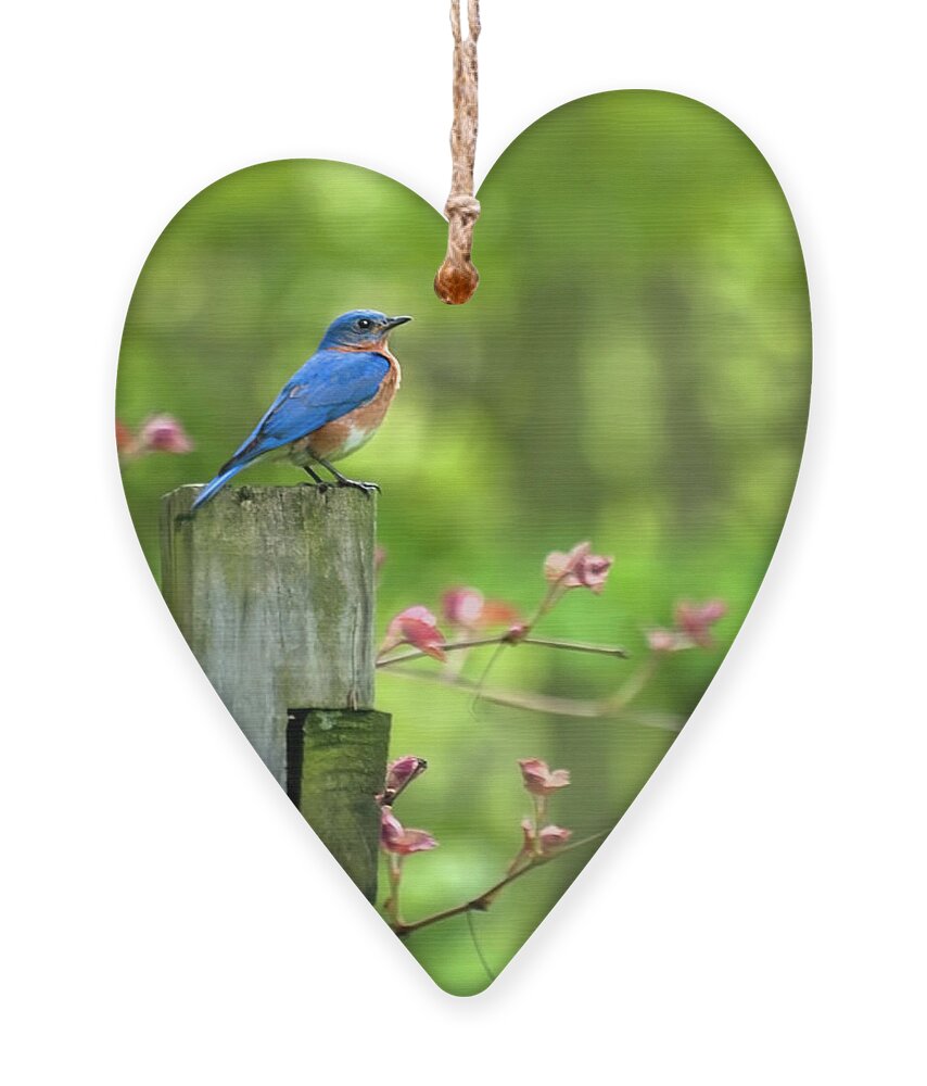 Bluebird Ornament featuring the photograph Eastern Bluebird by Christina Rollo