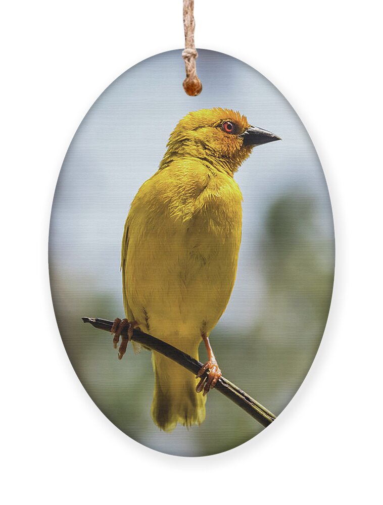 Bird Ornament featuring the photograph Eastern golden weaver, Zanzibar by Lyl Dil Creations