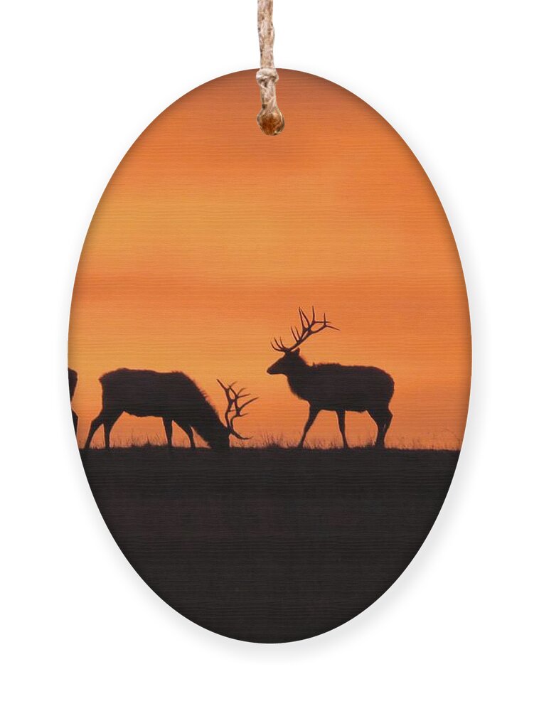 Elk Ornament featuring the photograph Elk in the morning light by Keith Stokes