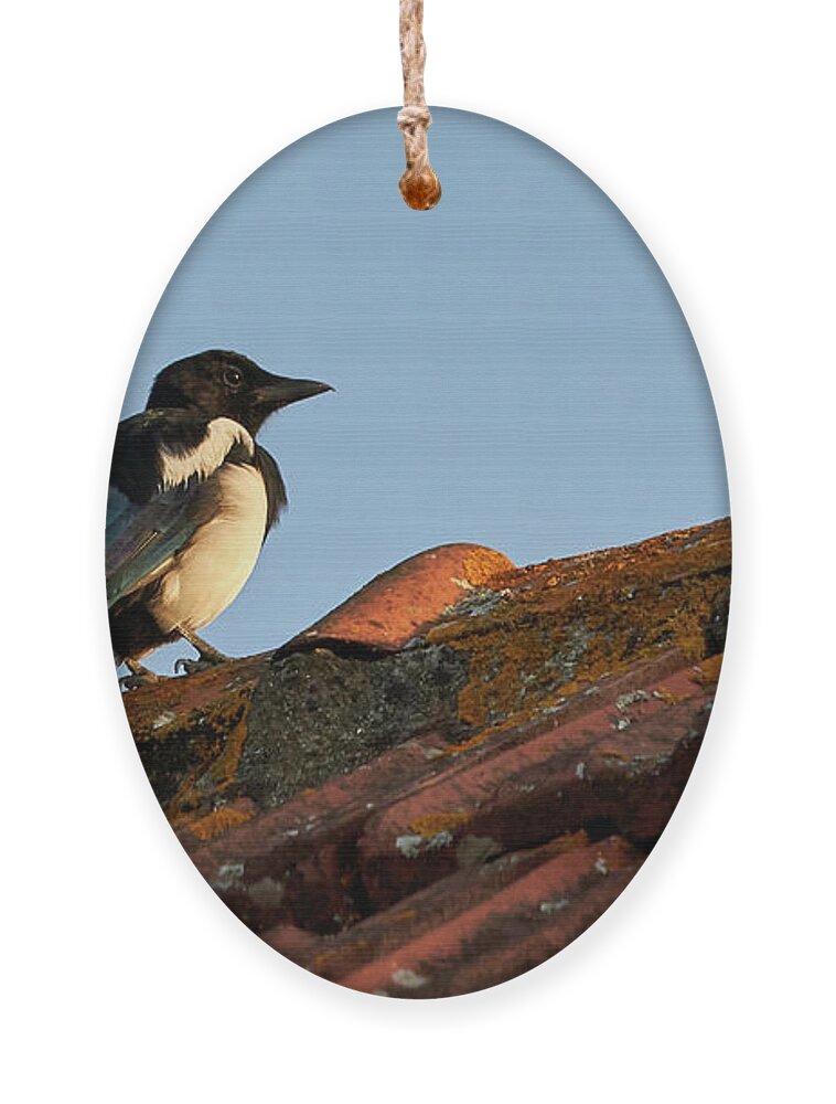Colorful Ornament featuring the photograph Eurasian Magpie Pica Pica on Tiled Roof by Pablo Avanzini