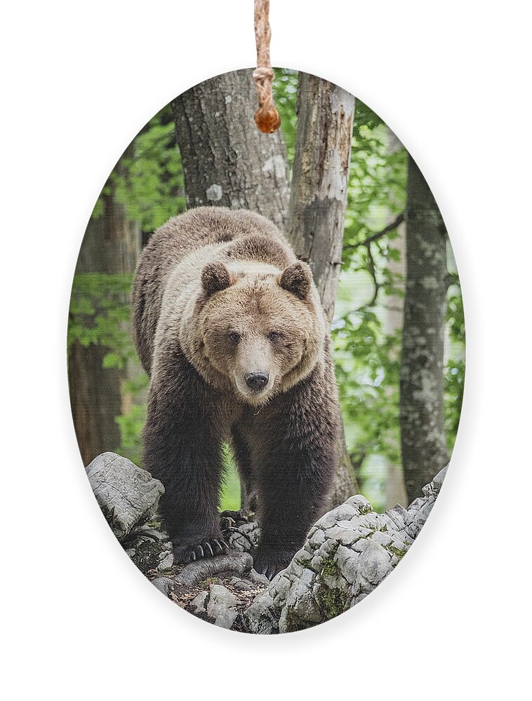 European Brown Bear Alpha Male In Karst Forest, Slovenia Ornament
