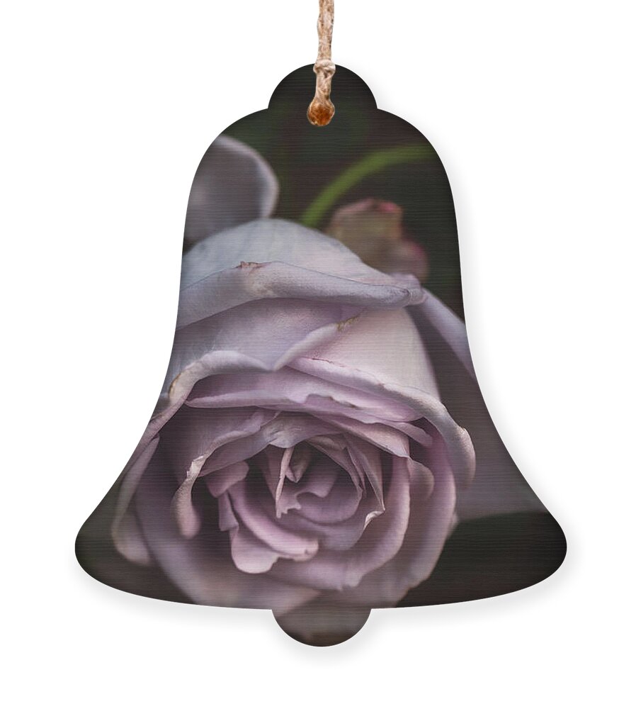 Flower Ornament featuring the photograph Fading Bloom by Laura Roberts