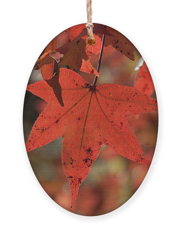 Sweetgum Family Ornament featuring the photograph Fall Sweetgum Leaves DF002 by Gerry Gantt