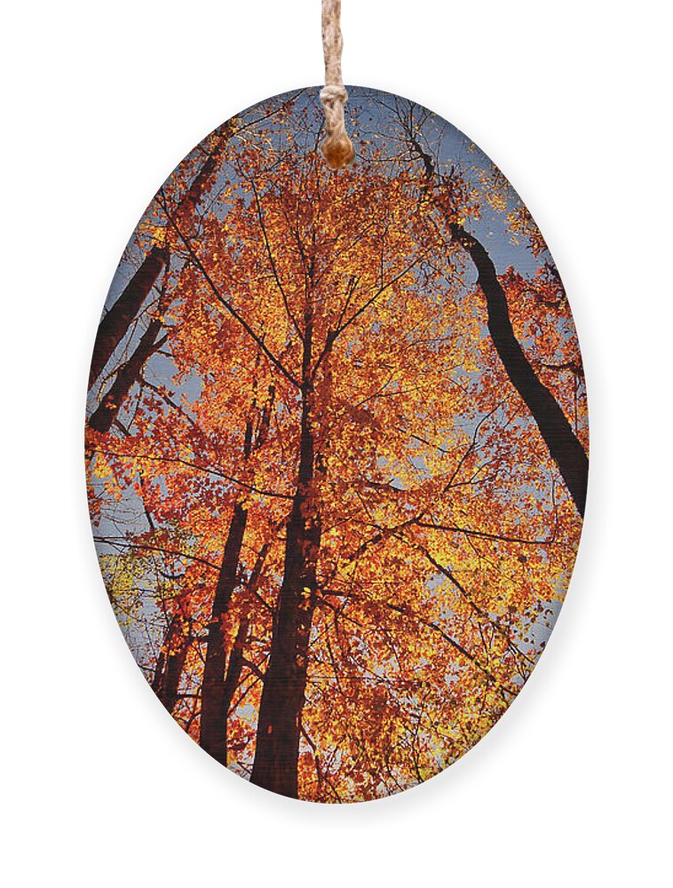 Leaves Ornament featuring the photograph Fall Trees Sky by Meta Gatschenberger