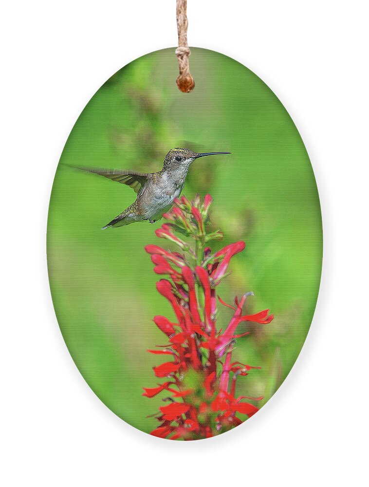 Nature Ornament featuring the photograph Female Ruby-throated Hummingbird DSB0316 by Gerry Gantt