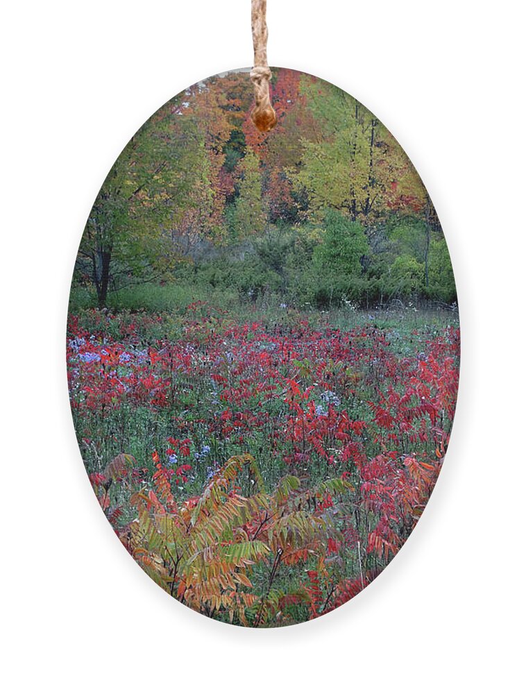 Field Of Fall Colors Ornament featuring the photograph Field of Fall Colors by David T Wilkinson