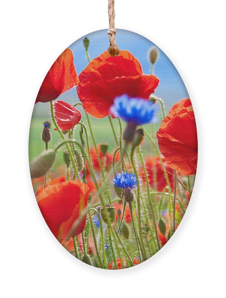 Beauty Ornament featuring the photograph Field Of Wild Poppies And Other Flowers by Maria Uspenskaya