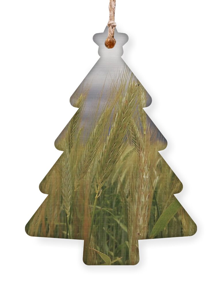 Nature Ornament featuring the photograph Fields of Gold by Alexandra Vusir