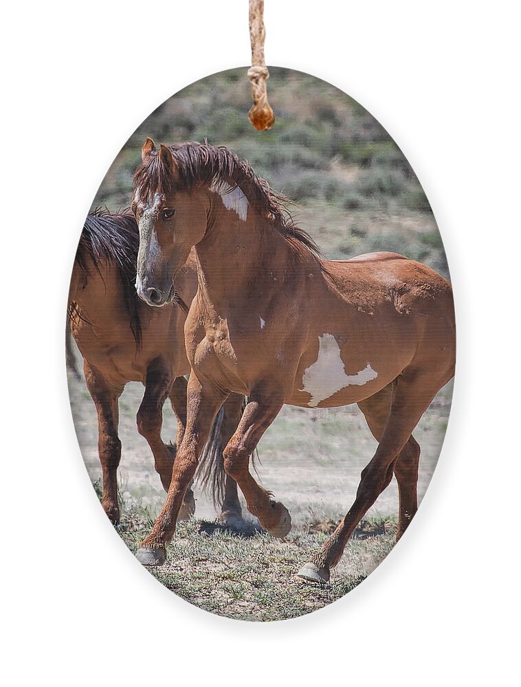 Horses; Stallions Ornament featuring the photograph Fire Starter by Jim Garrison
