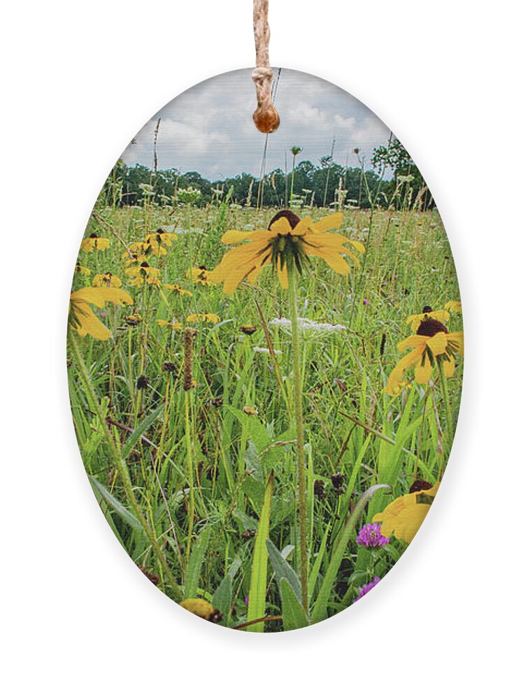 Clover Ornament featuring the photograph Flowers of the Field, Cades Cove by Marcy Wielfaert