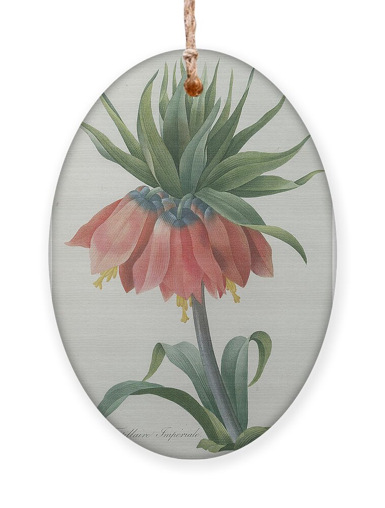 Redoute Ornament featuring the painting Fritillaire - imperial Crown Flower by Pierre-Joseph Redoute