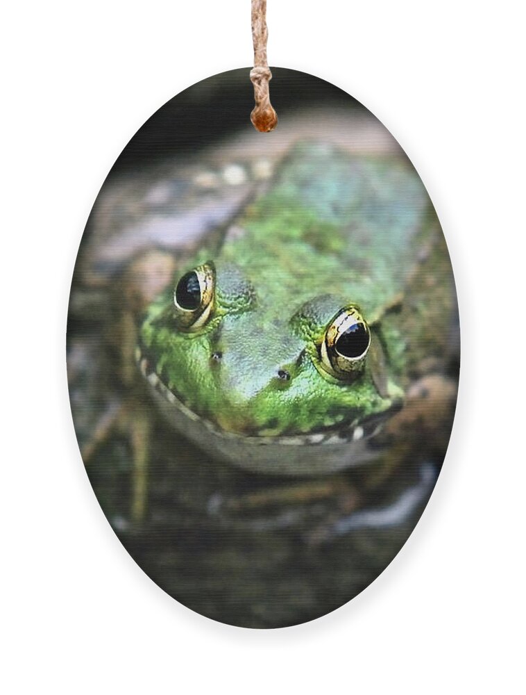 Green Frog Ornament featuring the photograph Frog Prince by Christina Rollo