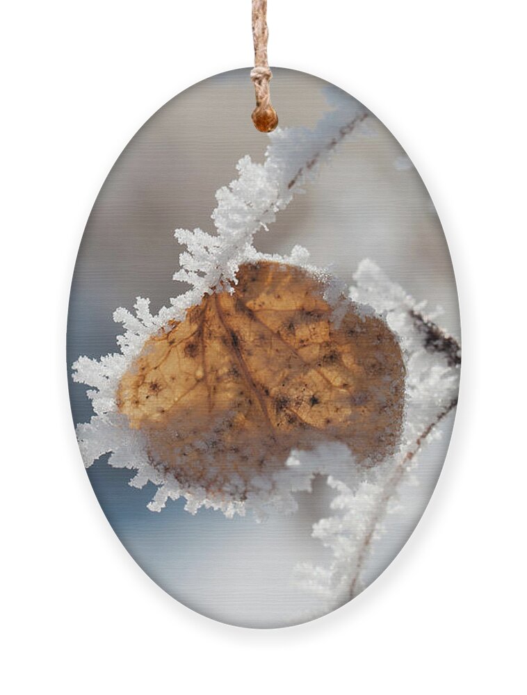 Colorado Ornament featuring the photograph Frosted Aspen Leaf by Julia McHugh