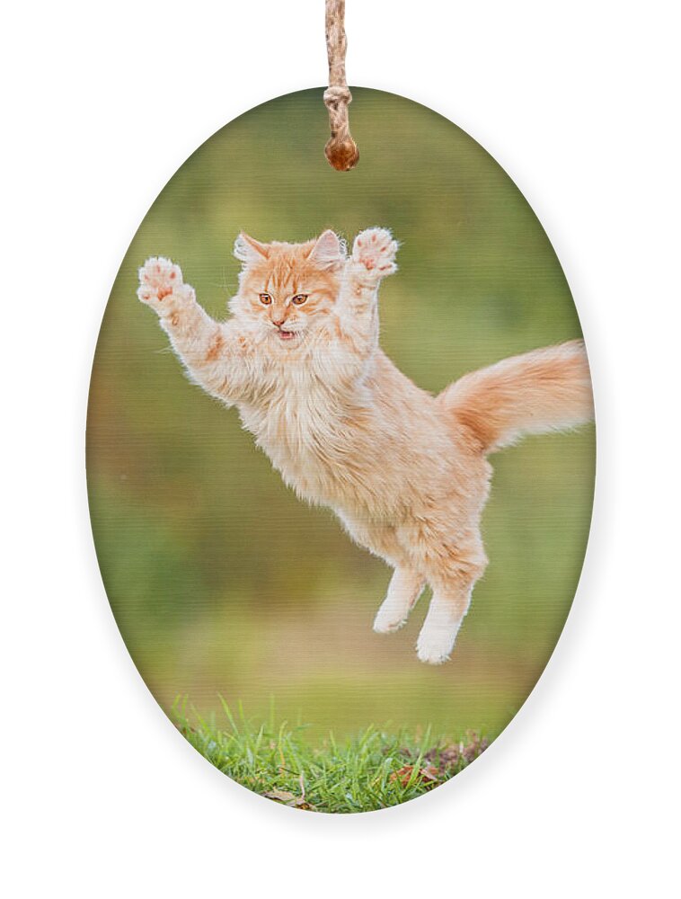 funny flying cat