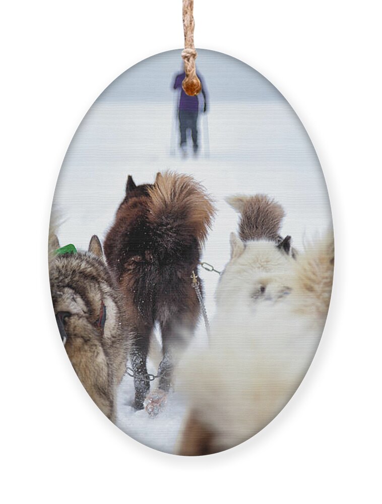 Dog Ornament featuring the photograph Fuzzy Tails Across the Snow by Becqi Sherman
