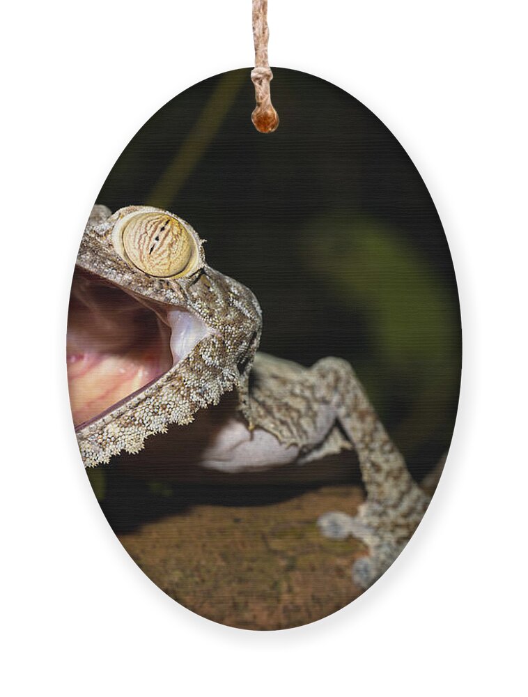 Nocturnal Ornament featuring the photograph Giant Leaf-tailed Gecko Uroplatus by Artush