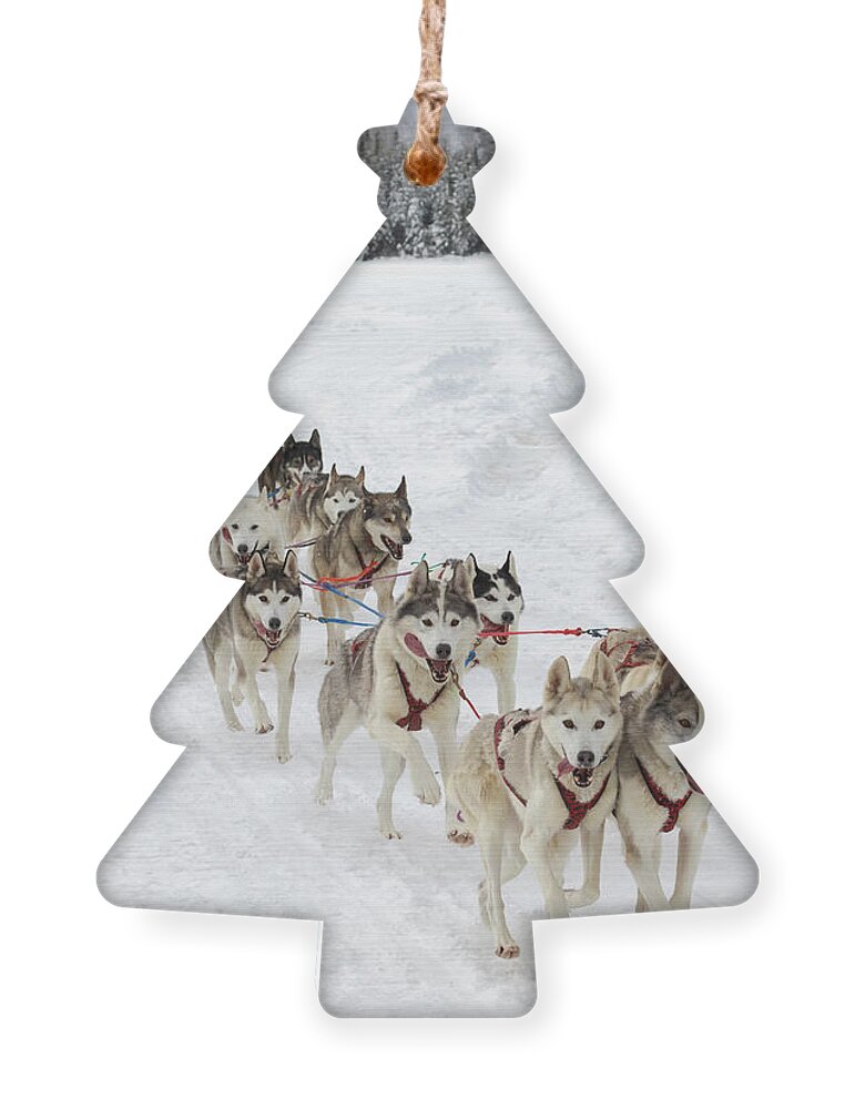 Sled Dog Race Ornament featuring the photograph Go Huskies by Susan Rissi Tregoning