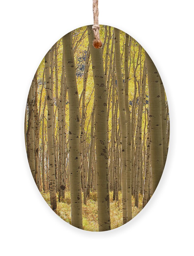 Aspen Ornament featuring the photograph Golden Forest by Julia McHugh