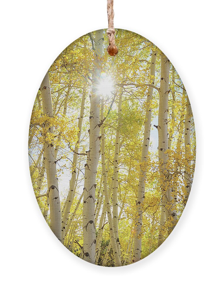Sunshine Ornament featuring the photograph Golden Sunshine On An Autumn Day by James BO Insogna