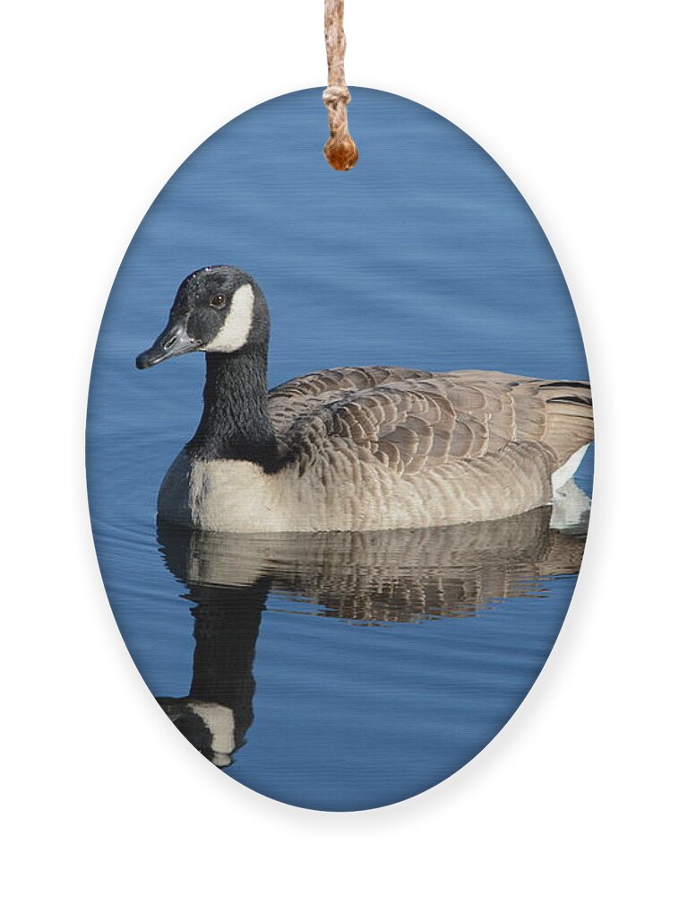 Goose Ornament featuring the photograph Goose Reflection by Dani McEvoy