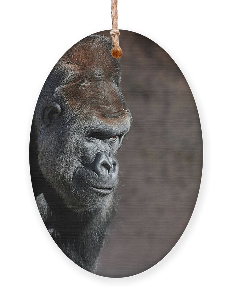 Gorillas Ornament featuring the photograph Gorilla by Robert WK Clark