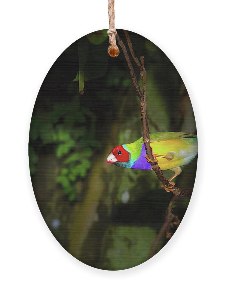 Gouldian Finch Ornament featuring the photograph Gouldian Finch by Mark Andrew Thomas