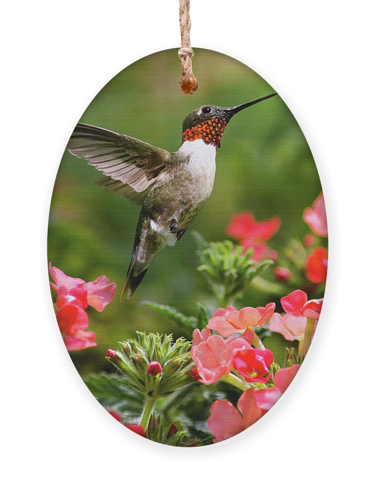 Hummingbird Ornament featuring the photograph Graceful Garden Jewel by Christina Rollo