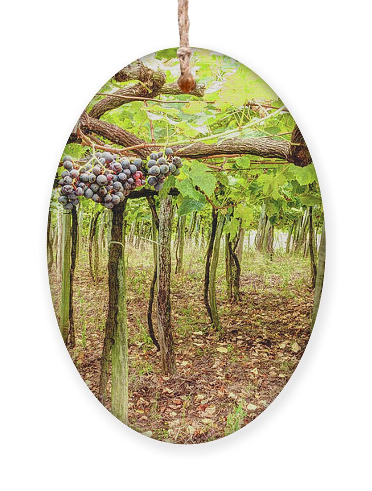 Grape Ornament featuring the photograph Grapes on a Vineyard by Weston Westmoreland