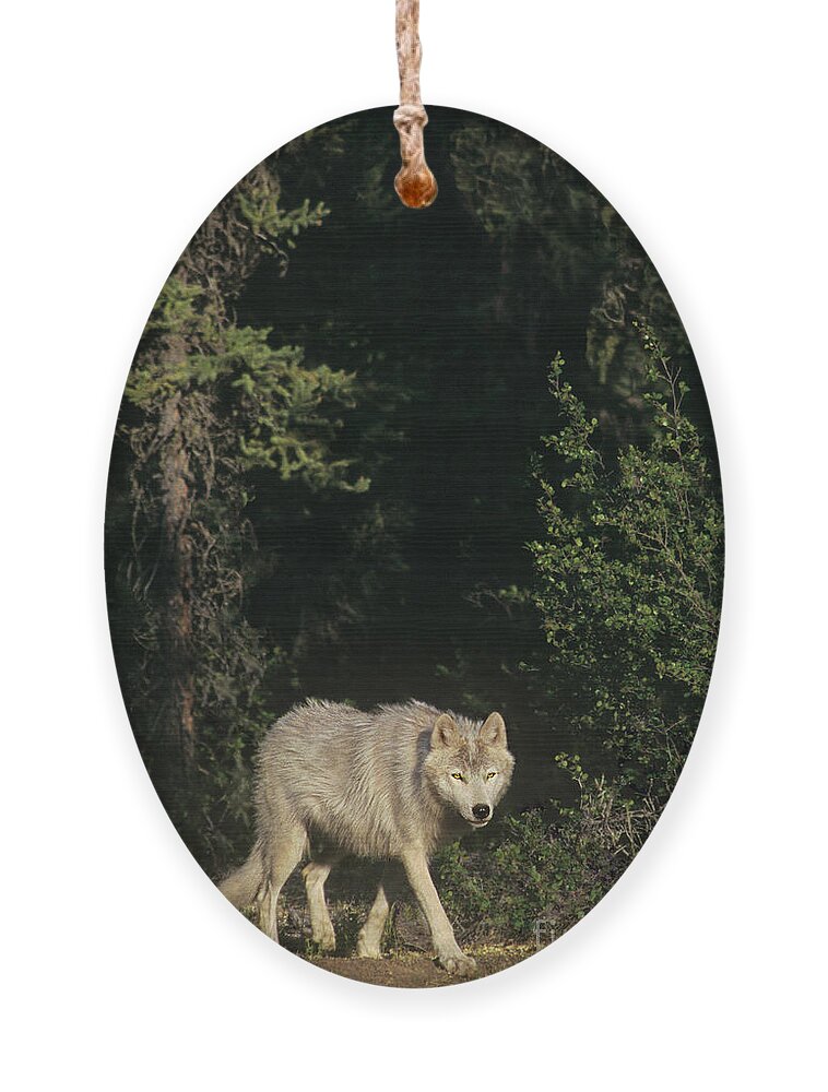 Dave Welling Ornament featuring the photograph Gray Wolf In The Northwest Territories Canada by Dave Welling