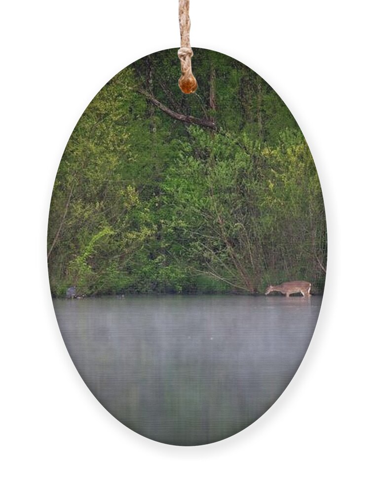 Wildlife Ornament featuring the photograph Grazing In The Lake by John Benedict