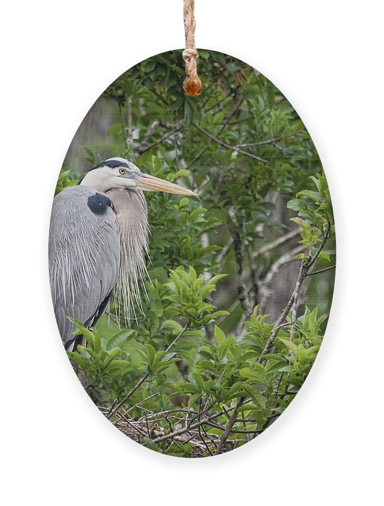 Great Blue Heron Ornament featuring the photograph Great Blue Guarding the Nest by Jayne Carney