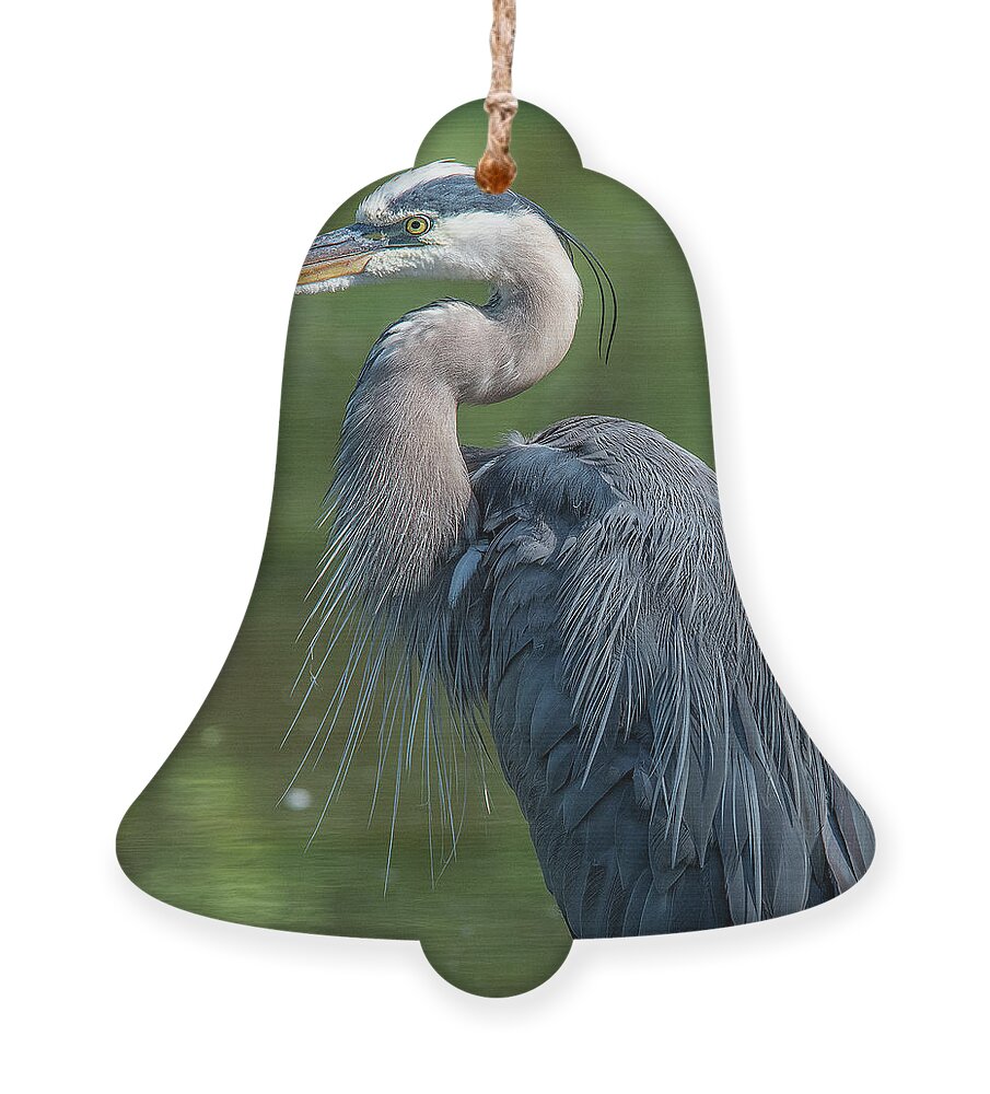 Nature Ornament featuring the photograph Great Blue Heron after Preening DMSB0157 by Gerry Gantt