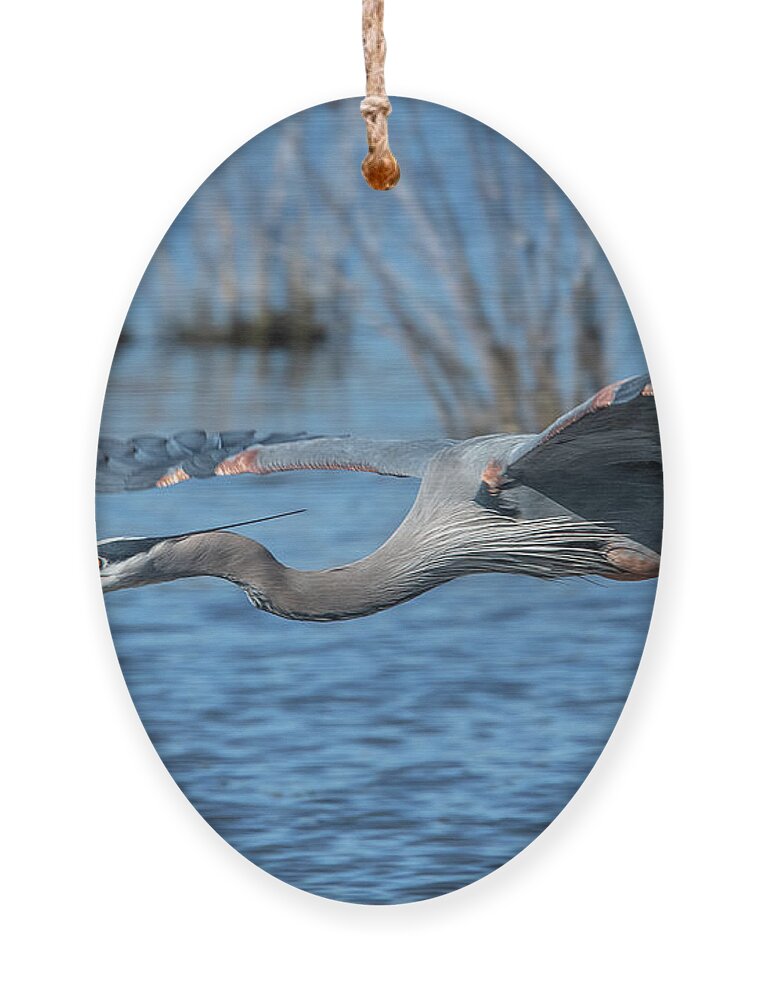 Nature Ornament featuring the photograph Great Blue Heron in Flight DMSB0152 by Gerry Gantt