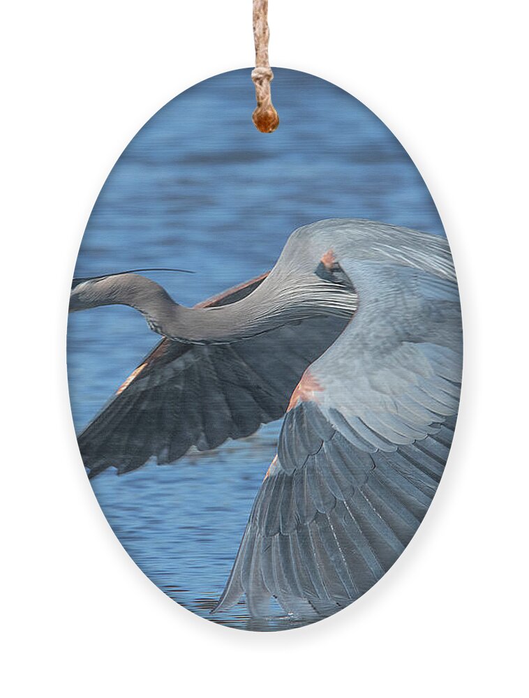 Nature Ornament featuring the photograph Great Blue Heron in Flight DMSB0153 by Gerry Gantt