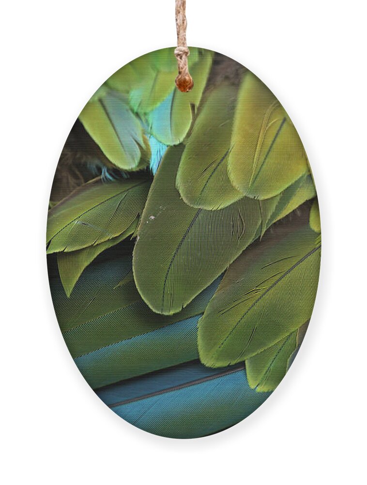 Feather Ornament featuring the photograph Great Green Macaw Ara Ambiguus by Vladimir Wrangel