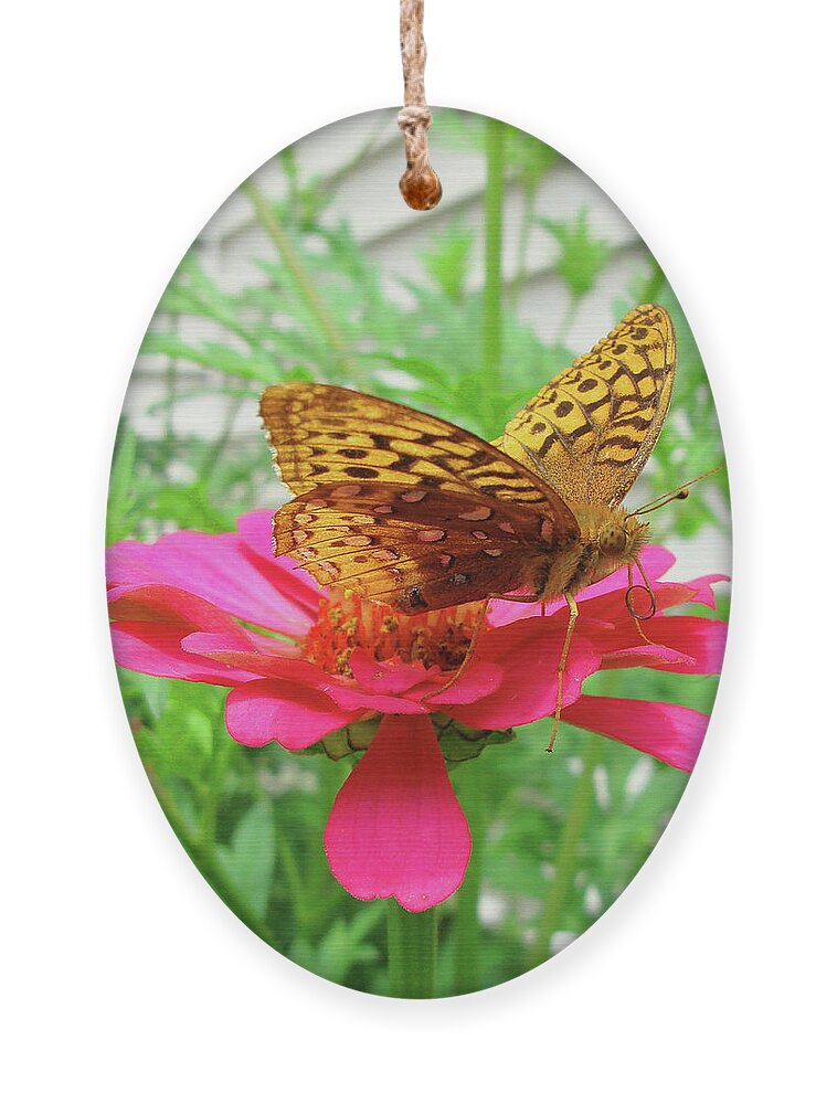 Great Spangled Fritillary Ornament featuring the photograph Great Spangled Fritillary and Zinnia 4 by Amy E Fraser