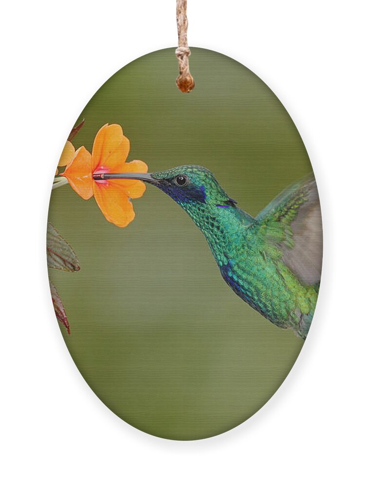 Small Ornament featuring the photograph Green And Blue Hummingbird Sparkling by Ondrej Prosicky