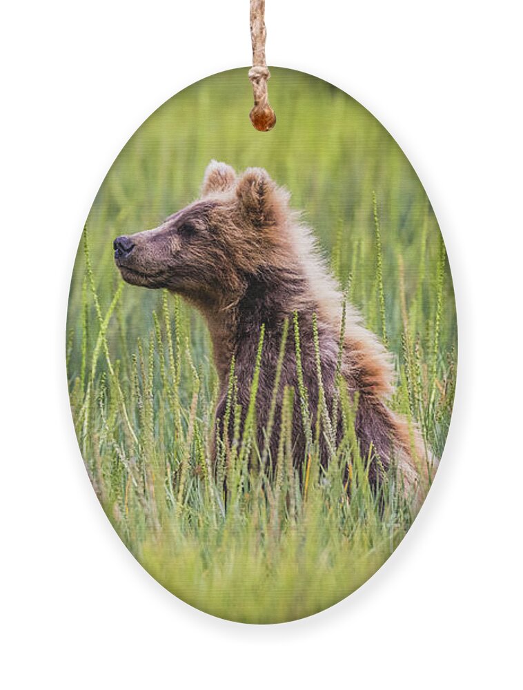 Grizzly Ornament featuring the photograph Grizzly cubs by Lyl Dil Creations