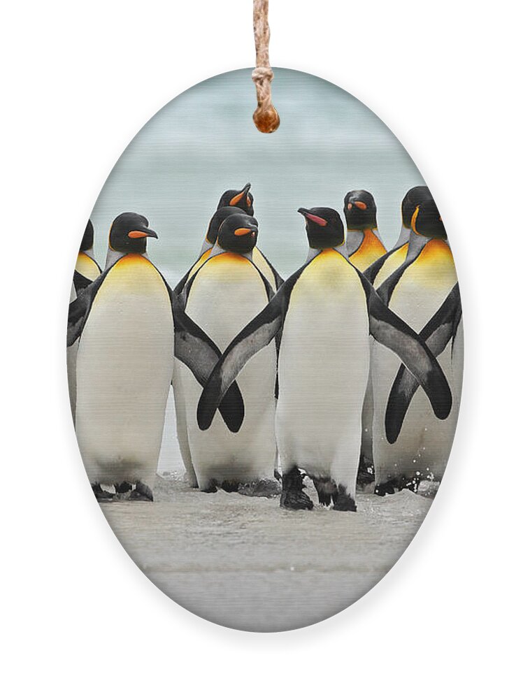 Harmony Ornament featuring the photograph Group Of King Penguins Coming Back by Ondrej Prosicky