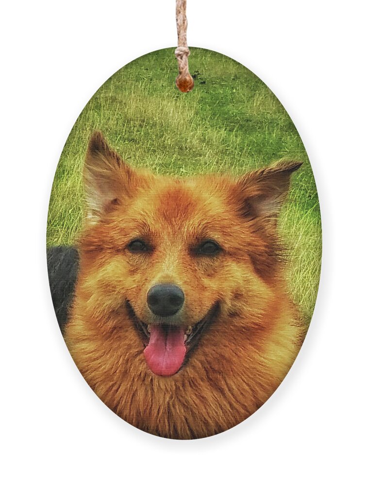 Dog Ornament featuring the photograph Hannah Baby by Tikvah's Hope