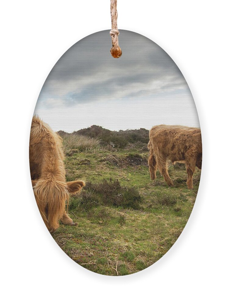 Animal Ornament featuring the photograph Highland Cattle feeding at Baslow Edge by Scott Lyons