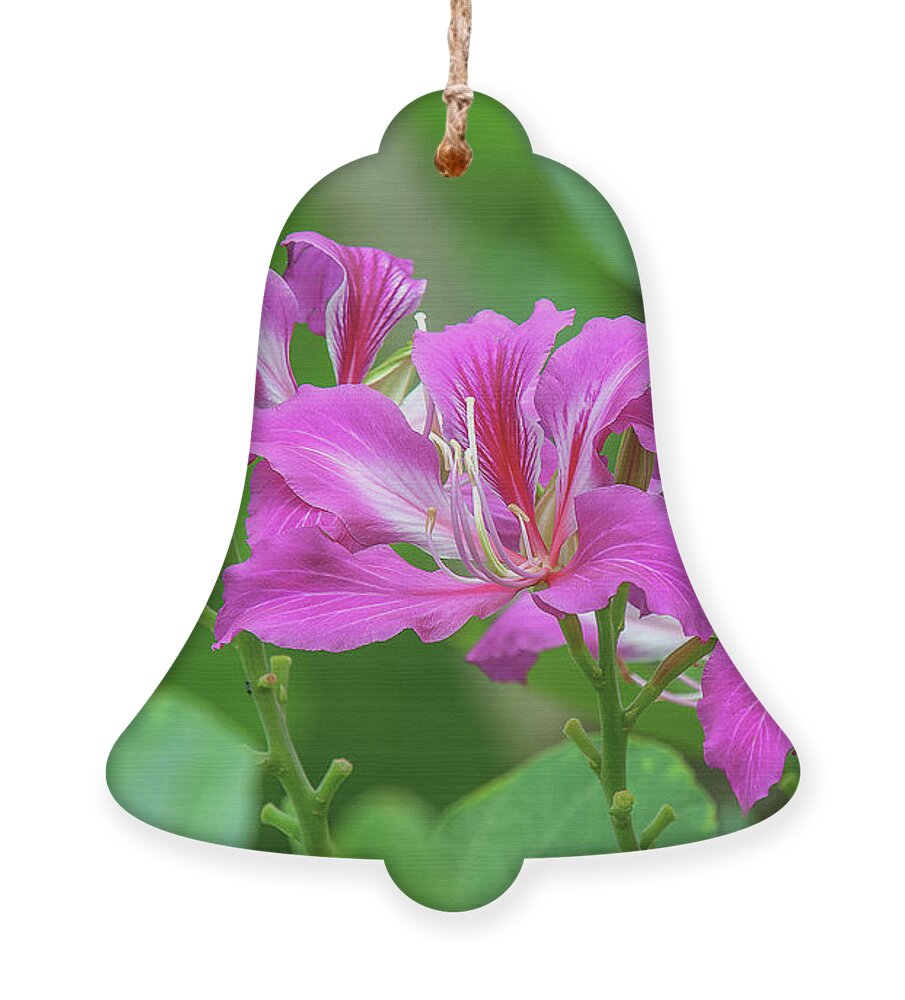 Scenic Ornament featuring the photograph Hong Kong Orchid Tree DTHN0263 by Gerry Gantt