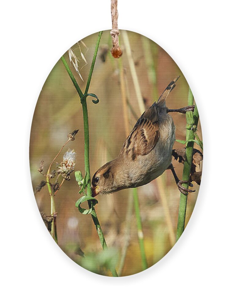 Branch Ornament featuring the photograph House Sparrow Female Perched by Pablo Avanzini