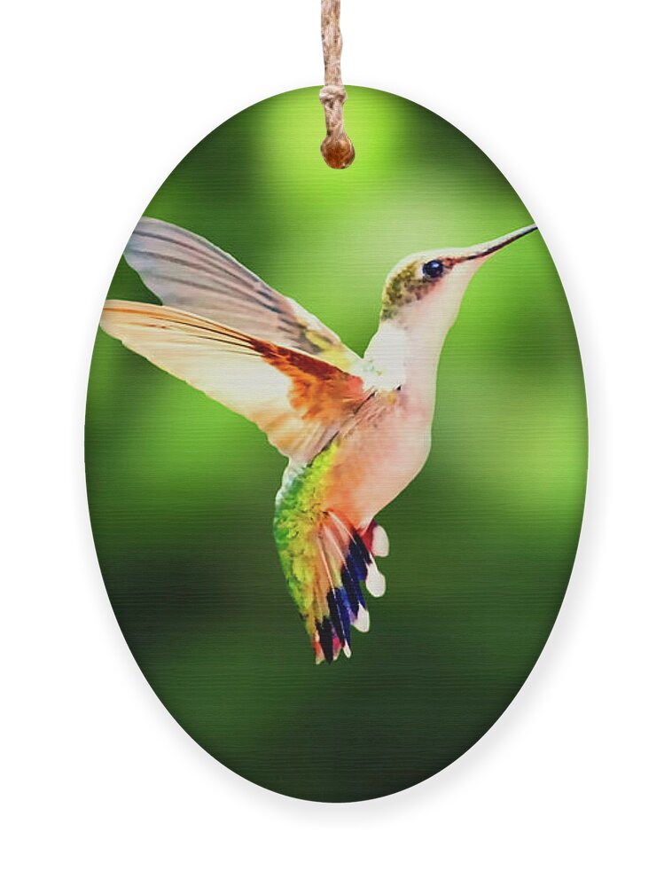 Female Ruby Throat Ornament featuring the photograph Hummingbird Hovering by Meta Gatschenberger